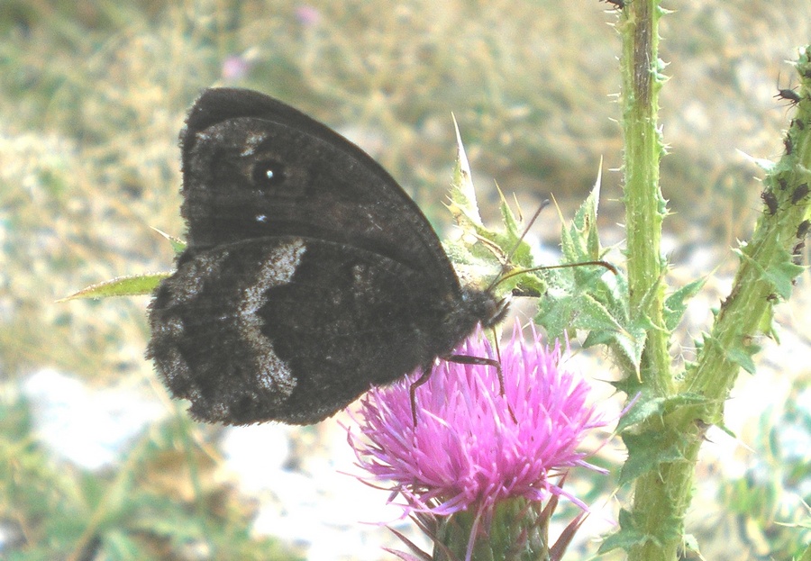 Satyrinae dei M.ti Sibillini da identificare